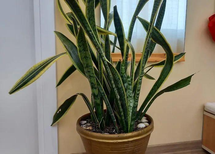 Hilltop Haven Cityview Durrës